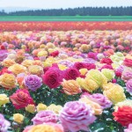 Gülün Faydaları | Meloni Tur