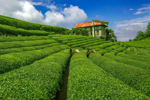 Karadeniz Rüzgarı ve Yaylalar Turu / 4 Gece Otel Konaklamalı | Meloni Tur