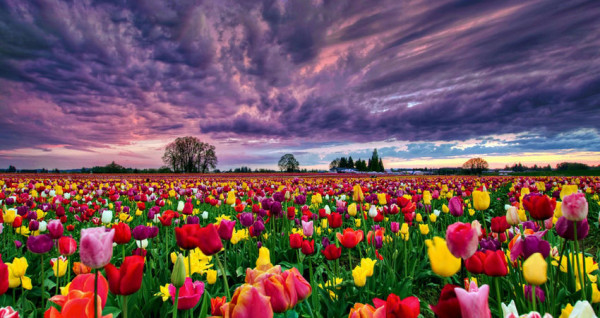 Konya Çatalhöyük Lale Bahçeleri 1 Gece Konaklamalı | Meloni Tur